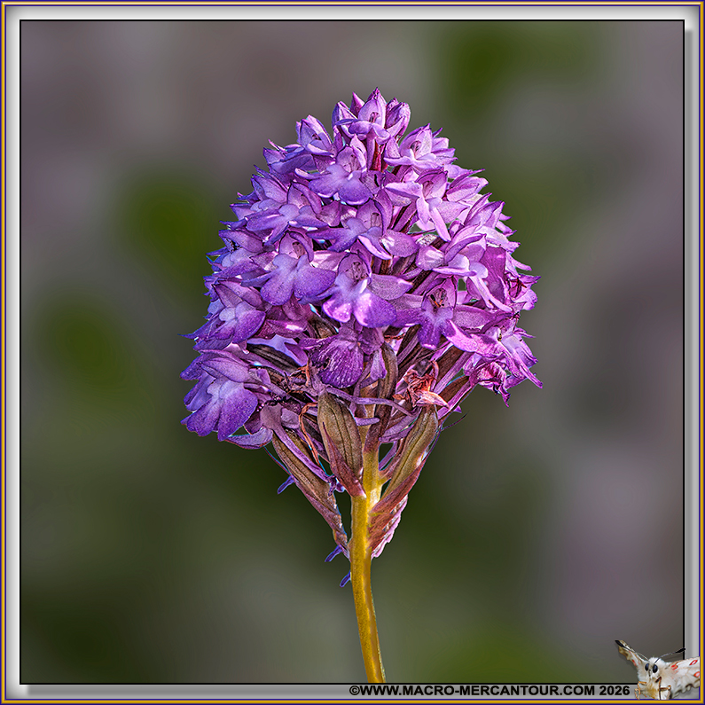 Orchis pyramidal